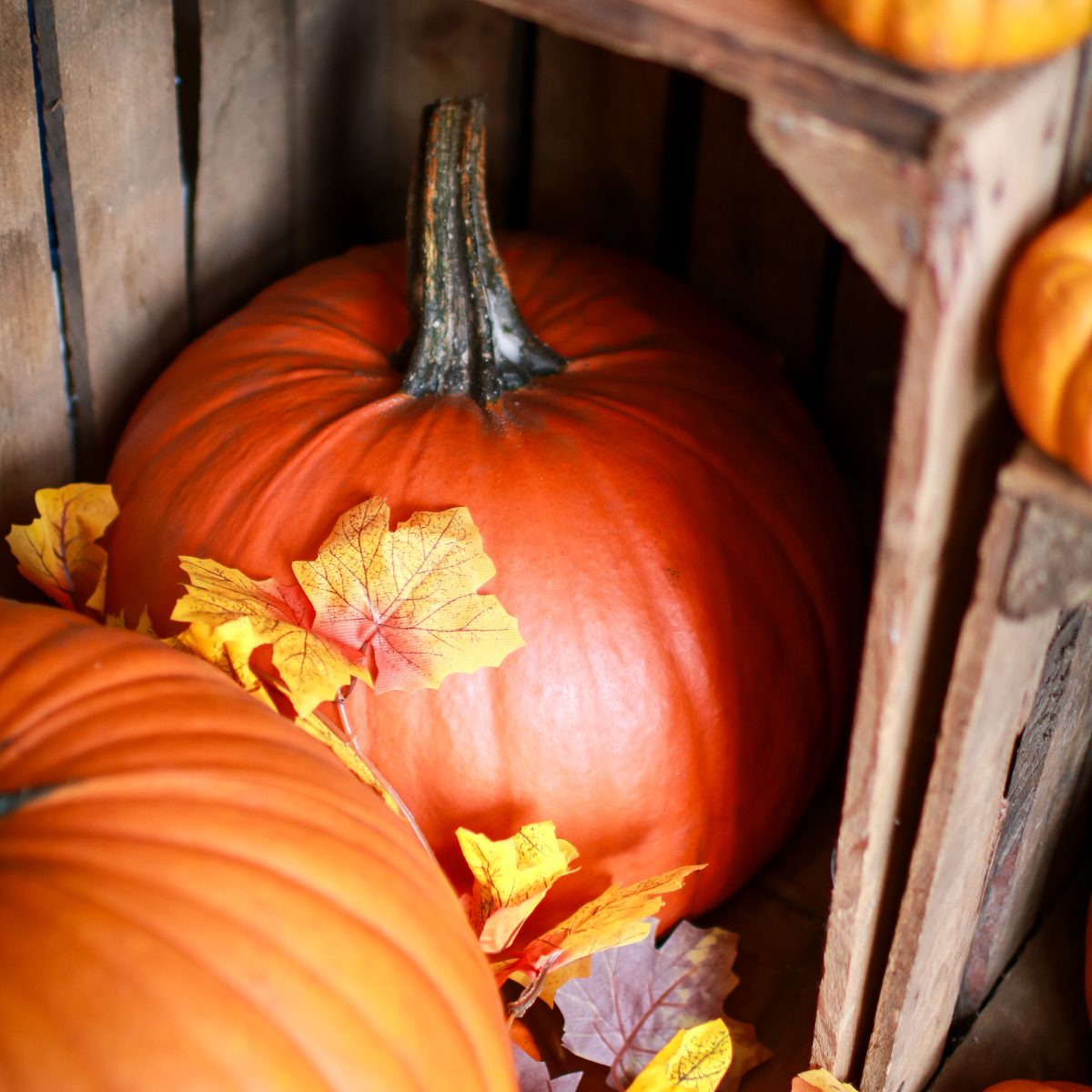 Pumpkins available at Country Harvest Farm Shop ready for carving, baking or using as Autumn decor
